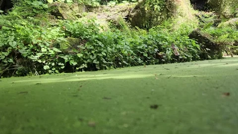 Lush green moss covers the ground 스톡 동영상 337699066