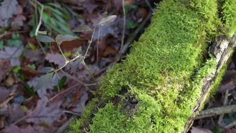 Lush green moss on fallen tree trunk in a forest Stock Footage 87966936