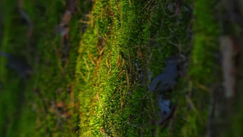 Lush green moss in the forest rays of sunlight shimmer on the surface of the Stock Footage 256994719