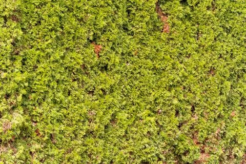 Lush green moss forms a thick, uniform layer Stockfoto's