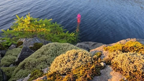Lush Green Moss on Granite Rocks Near Ocean Waves Stock Footage 342847666