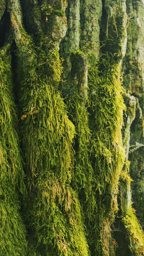 Lush Green Moss Growing on Tree Bark in forest 库存影片 336321673