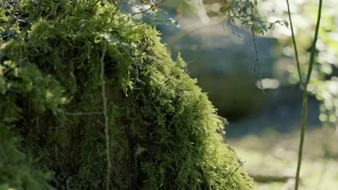 Lush Green Moss Growing on Tree Stump in Sunlit Forest Close Up Stock Footage 340526716