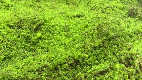 Lush Green Moss Macro with Slow Subtle Movement Stock Footage 331555848