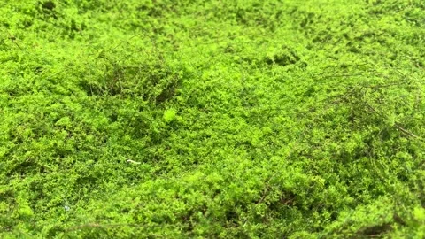 Lush Green Moss Macro with Soft Natural Texture Stock Footage 331551699