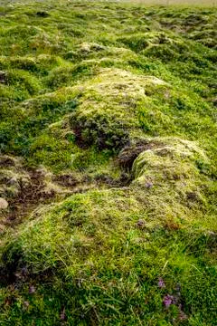 Lush green moss Stock Photos