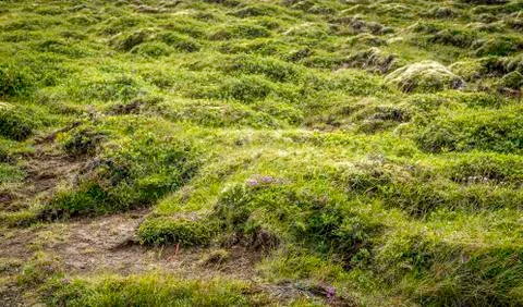 Lush green moss Stock-Fotos