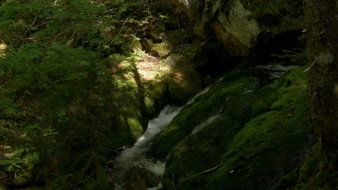 Lush Green Moss on a Stream. Stock Footage 94500394