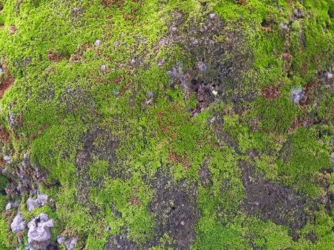 Lush green moss texture on a damp dark stone surface Stock Photos