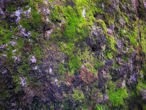 Lush green moss texture on a damp dark stone surface Stock Photos