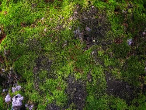 Lush green moss texture on a damp dark stone surface Stock Photos