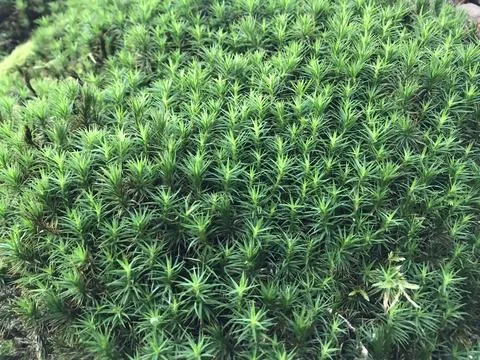 Lush Green Moss Texture Stock Photos