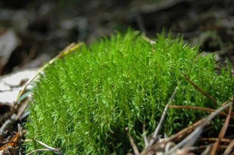 Lush Green Moss Thriving in Forest Ecosystem Stock Photos