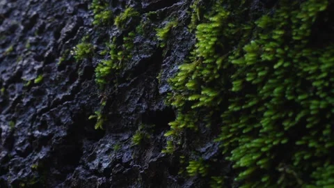 Lush Green Moss on Tree Bark. Stock Footage 255251078