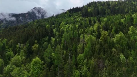 Lush Green Mountain Forest Canopy Under Bright Sky Stock Footage 342378271