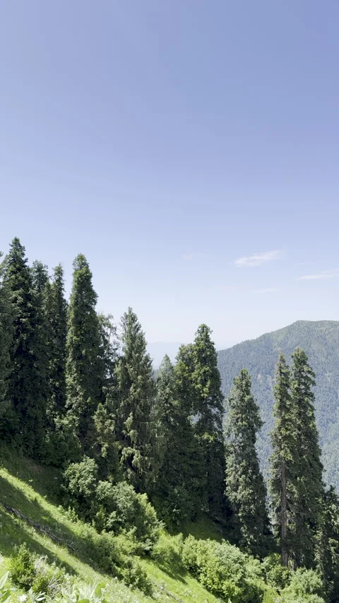 Lush Green Mountain Forest Under Clear Blue Sky Stock Footage 327024351