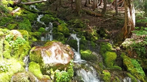 Lush Green Mountain Stream and Mossy Rocks in Forest, Spray Park Trail, Mount Ra Stock Footage 332081526