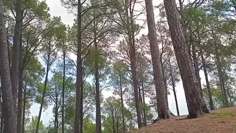 Lush Green Mountain Walk in Calming Pine Forest | Nature Therapy Stock Footage 313641007