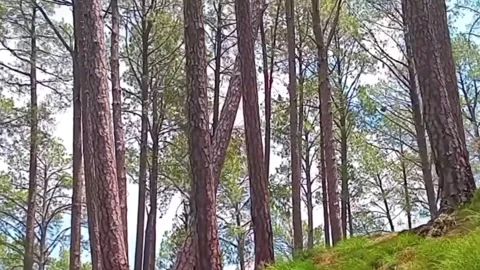 Lush Green Mountain Walk in Calming Pine Forest | Nature Therapy Video stock 313642425