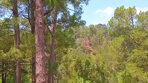 Lush Green Mountain Walk in Calming Pine Forest | Nature Therapy Stock Footage 313657441