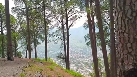 Lush Green Mountain Walk in Calming Pine Forest | Nature Therapy Stock Footage 313667789