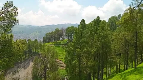Lush Green Mountain Walk in Calming Pine Forest | Nature Therapy Stock Footage 313675855