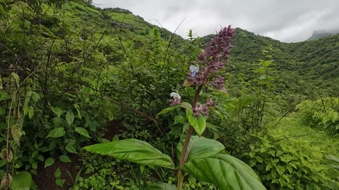Lush green mountains under a cloudy sky, adorned with vibrant flowers Stock Footage 287681731