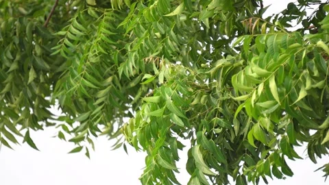 Lush Green Neem Tree Branches and Dense Serrated Foliage Close Up. Stock Footage 337850631