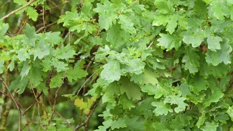 Lush Green Oak Tree Leaves Swaying in Gentle Breeze Stock Footage 347635342