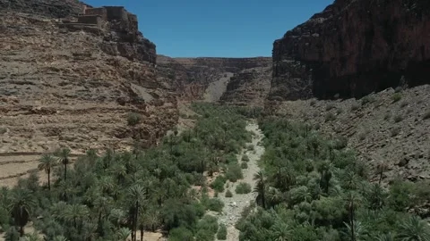 Lush Green Oasis in a Deep Rocky Canyon with Palm Trees Stock Footage 335636604