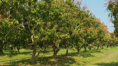 Lush green orchard with rows of mango fruit trees growing in rural landscape in Stock Footage 315855858