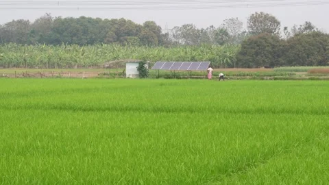 Lush Green Paddy Field Stock-Footage 333919644