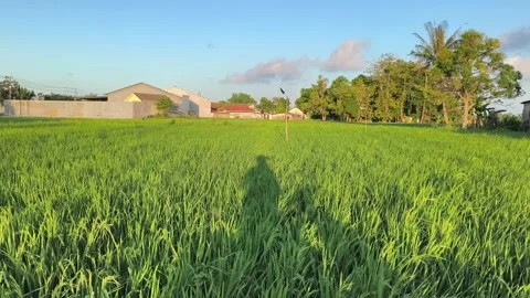 Lush Green Paddy Field with Human Shadow at Golden Hour - Tropical Farm Stock Footage 340489113