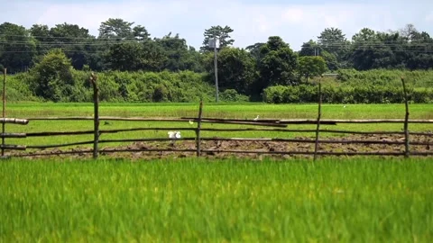 Lush Green Paddy Field with Rustic Wooden Fence 库存影片 344835953