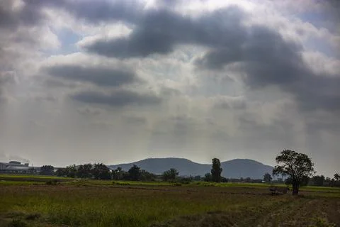 Lush Green Paddy Fields On A Bright Sunny Day Stock Photos