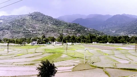 Lush Green Paddy Fields with Healthy Rice Crop Vidéo 339534827