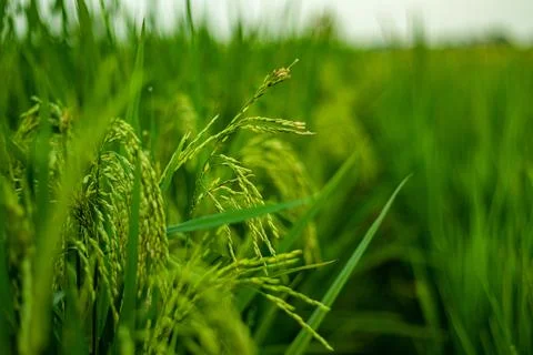 The lush green paddy fields never fail to catch your attention Stock Photos