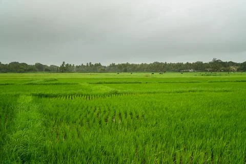Lush green Paddy fields Stock Photos
