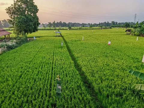 Lush Green Paddy Fields Stock Photos