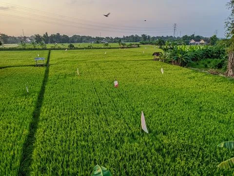 Lush Green Paddy Fields Stock Photos