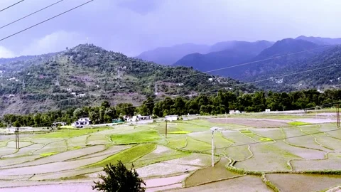 Lush Green Paddy Fields Showcasing Rice Cultivation Vídeo Stock 339534811