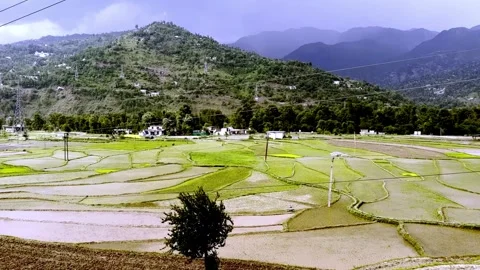 Lush Green Paddy Fields Showcasing Rice Cultivation Vídeo Stock 339534860