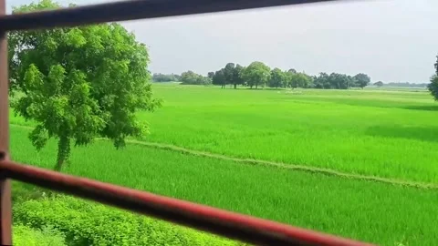Lush Green Paddy Fields from a Train Window Stock Footage 317900954