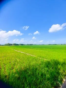 Lush green paddy fields under bright daylight Stock Photos