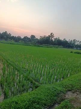 Lush Green Paddy Fields Under a Soft Evening Sky Stockfoto's
