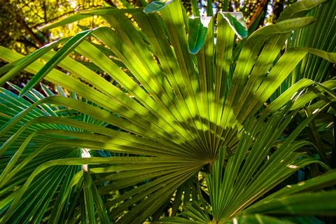 Lush green palm leaves create a vibrant tropical atmosphere, showcasing int.. Фото