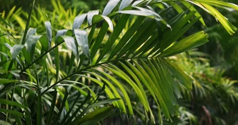 Lush green palm leaves dancing in breeze tropical garden nature close-up view Video stock 334745474
