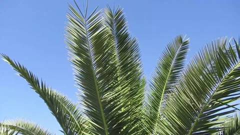 Lush green palm tree branches rustle in the warm summer breeze. Video stock 137296900