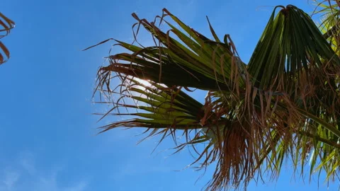 Lush green palm tree frond swaying against a bright blue summer sky Stock-Footage 336383477