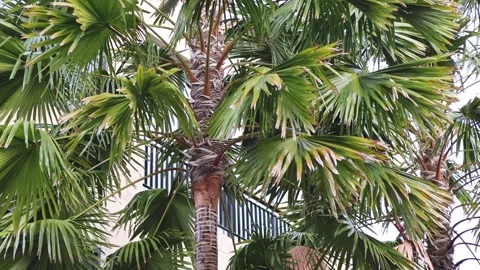 Lush green palm tree fronds gently swaying in breeze with residential build.. Video stock 334392173